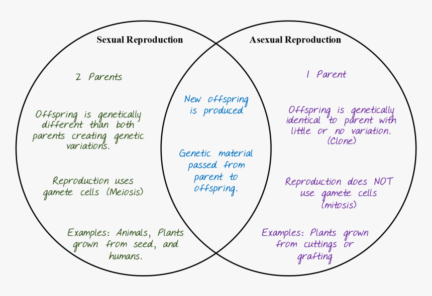 Circle, HD Png Download