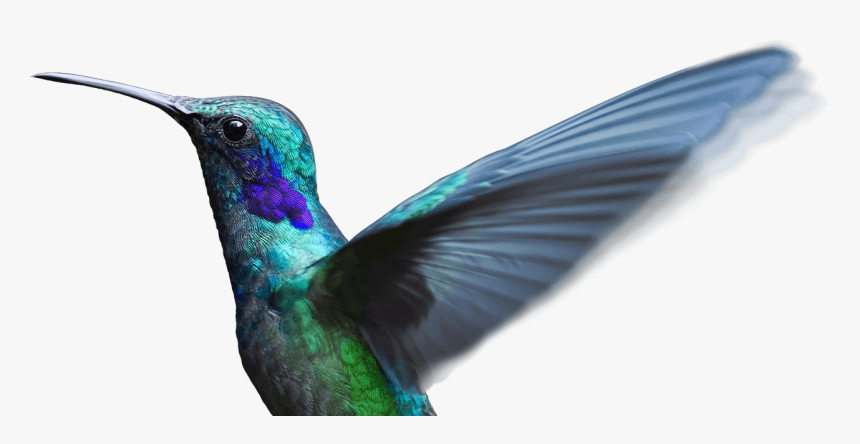 Bird Flying Clear Background, HD Png Download