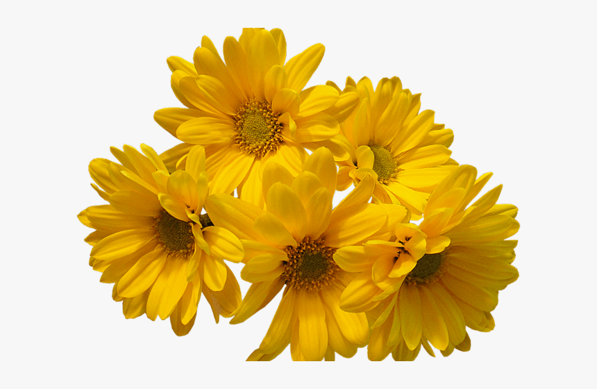 Transparent Background Flower Png, Png Download