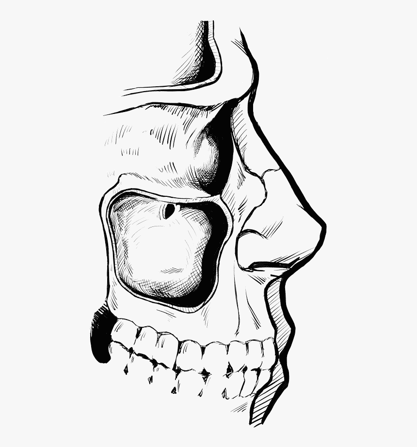 The Human Maxillary Sinus Cavity - Illustration, HD Png Download