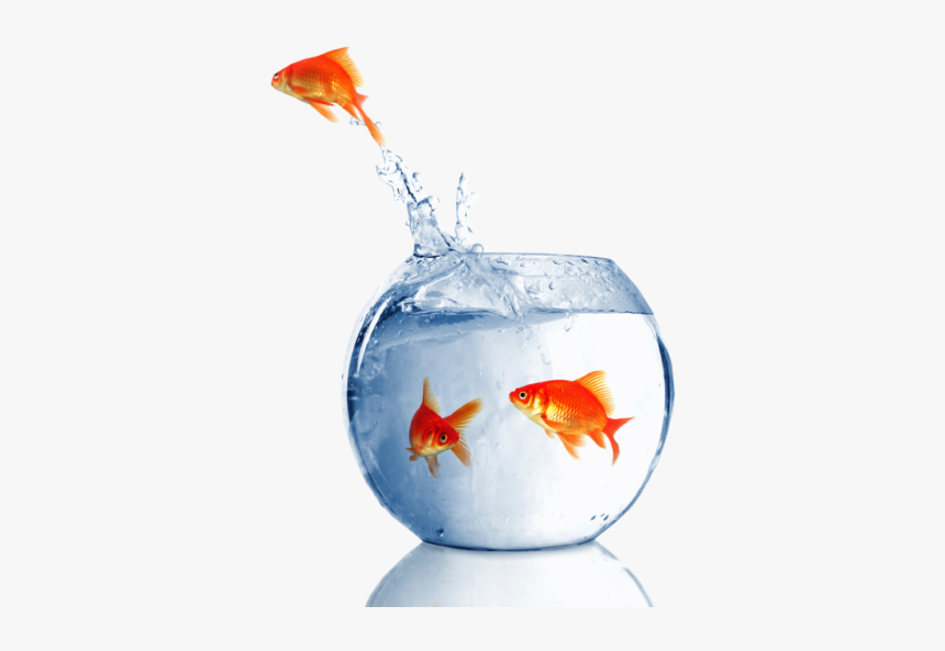 Goldfish, HD Png Download