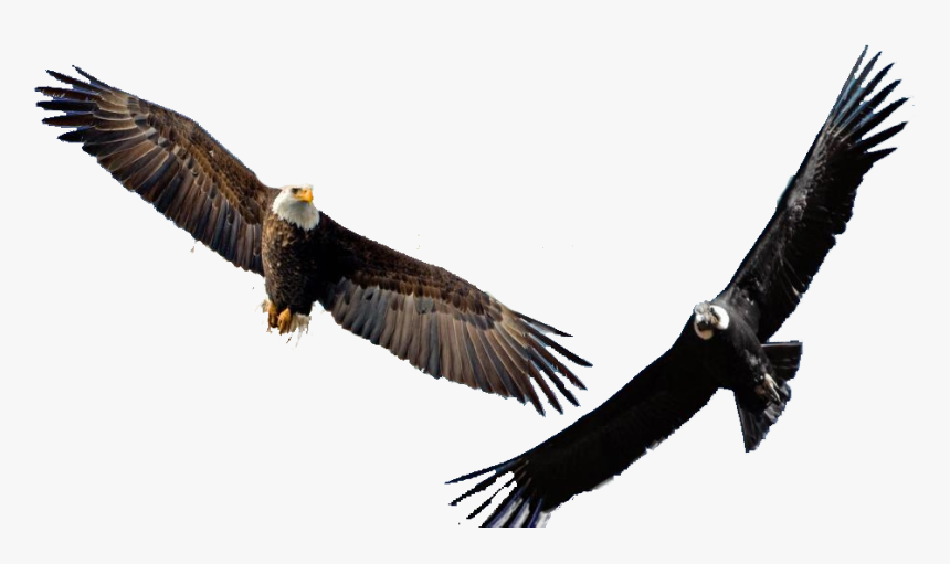 Thumb Image - Eagle Flying Transparent Background, HD Png Download