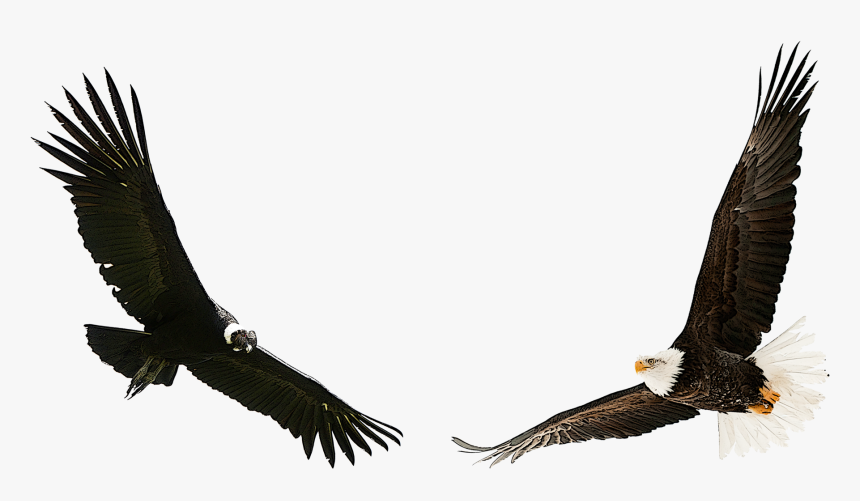 Eagle Condor, HD Png Download