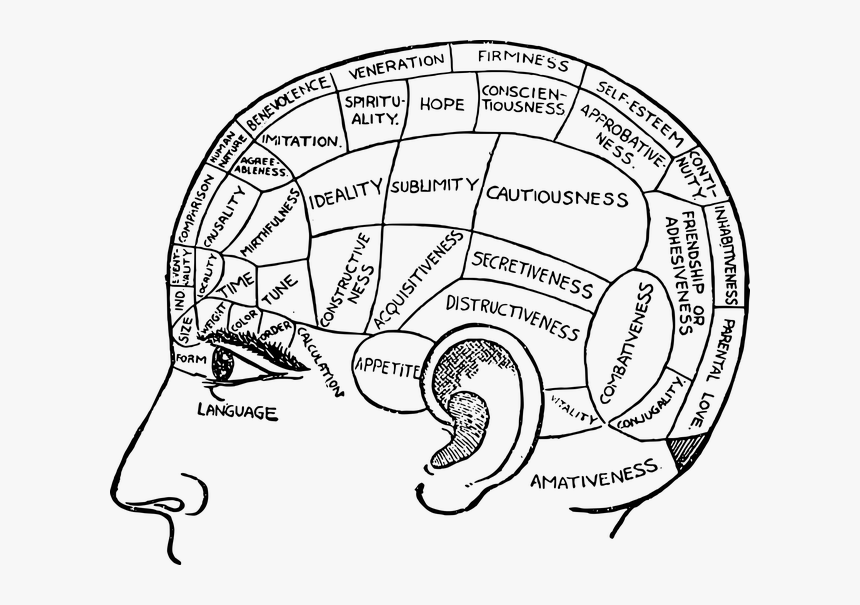 Lucid Brain Functions - Inside The Brain Drawing, HD Png Download
