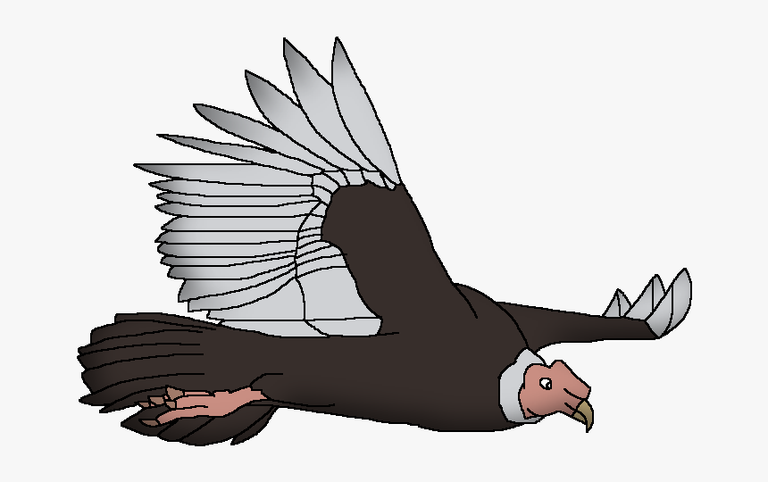 Wildlife Animal Pedia Wiki - Cockatoo, HD Png Download