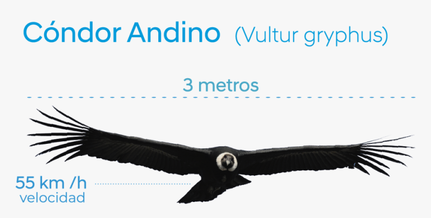 Condor Con Alas Extendidas, HD Png Download