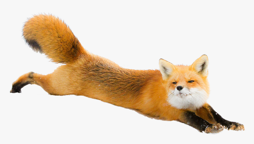 #freetoedit #fox #nature #snow #animals #animal #running - Red Fox Png, Transparent Png