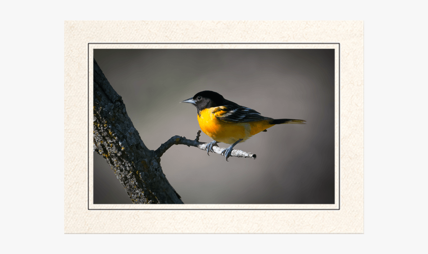 Baltimore Oriole - Swallow, HD Png Download