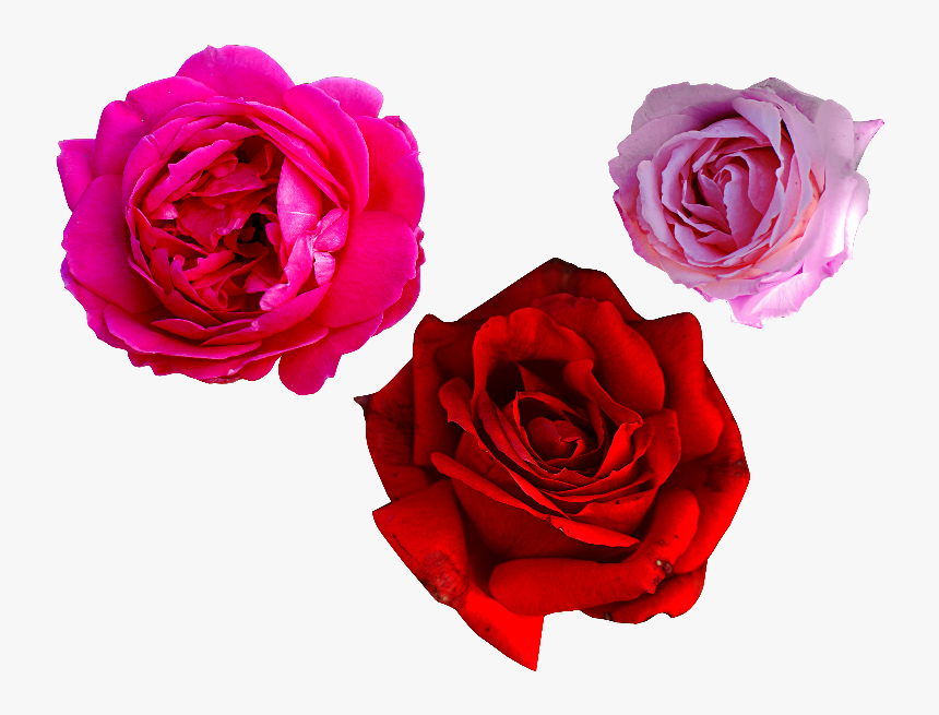 Transparent Rose Png - Rosa Real Png, Png Download