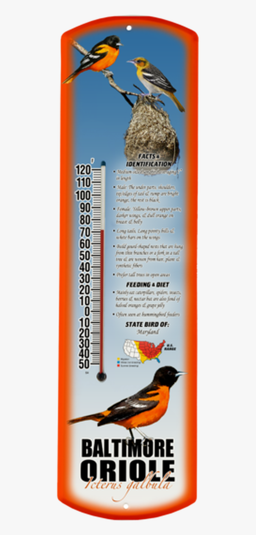 Baltimore Oriole - Parallel, HD Png Download