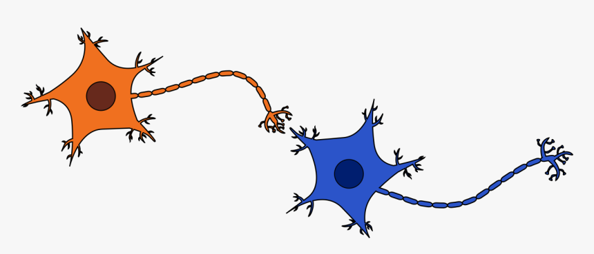 Two Neurons Connected, HD Png Download