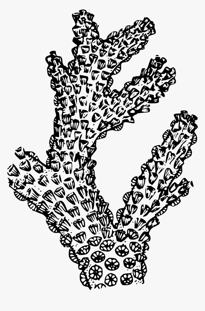 Black And White Coral Png Transparent Png Transparent Png Image Pngitem