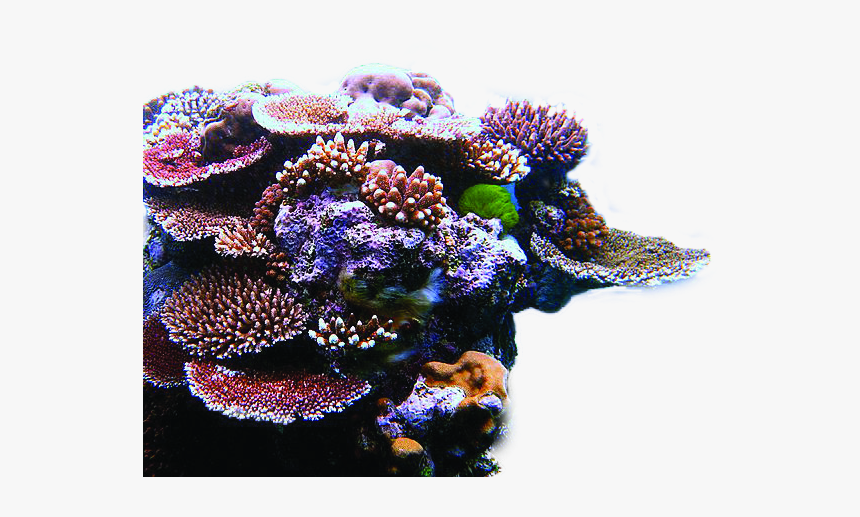 Arrecifes De Coral, HD Png Download