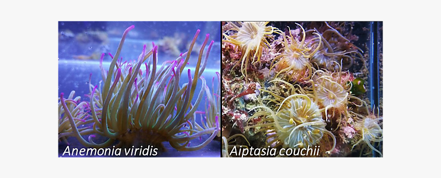 Sea Anemone, HD Png Download