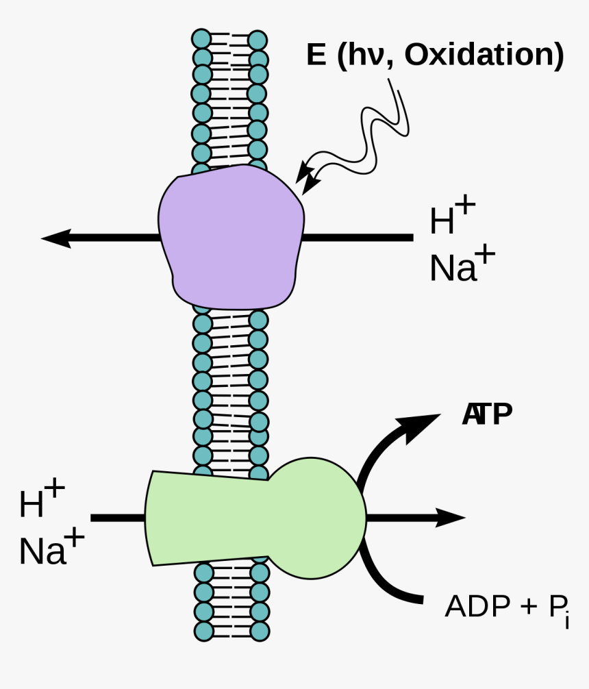 Chemiosmotic Hypothesis, HD Png Download