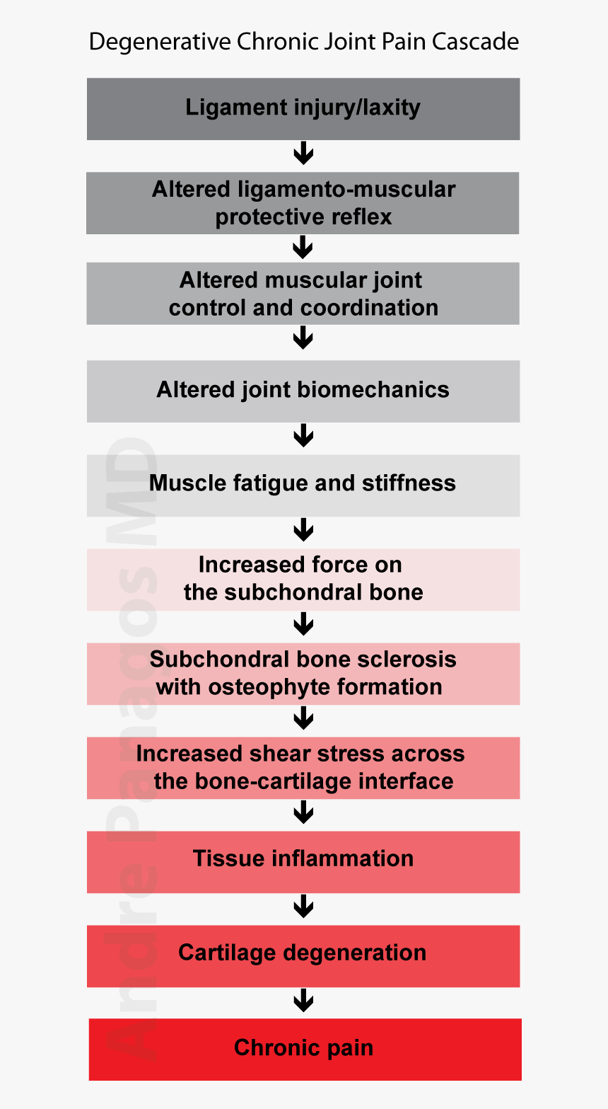 Hypothesis On Biomechanics Of Cartilage Degeneration, HD Png Download