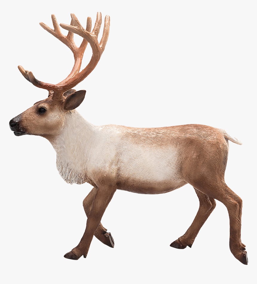 Reindeer, HD Png Download