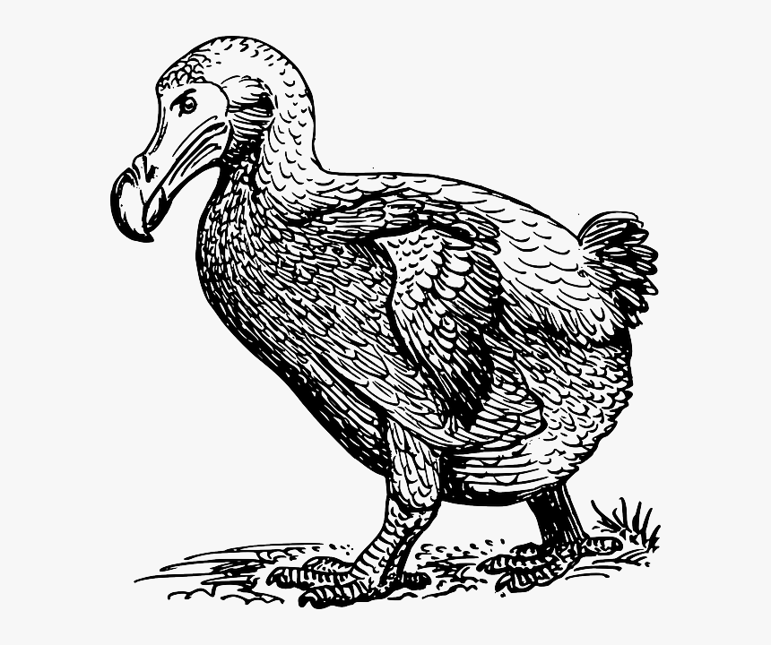 Dodo Walking - Sketch Of Dodo Bird, HD Png Download