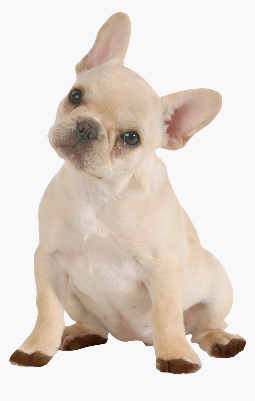 Doggy Png, Transparent Png