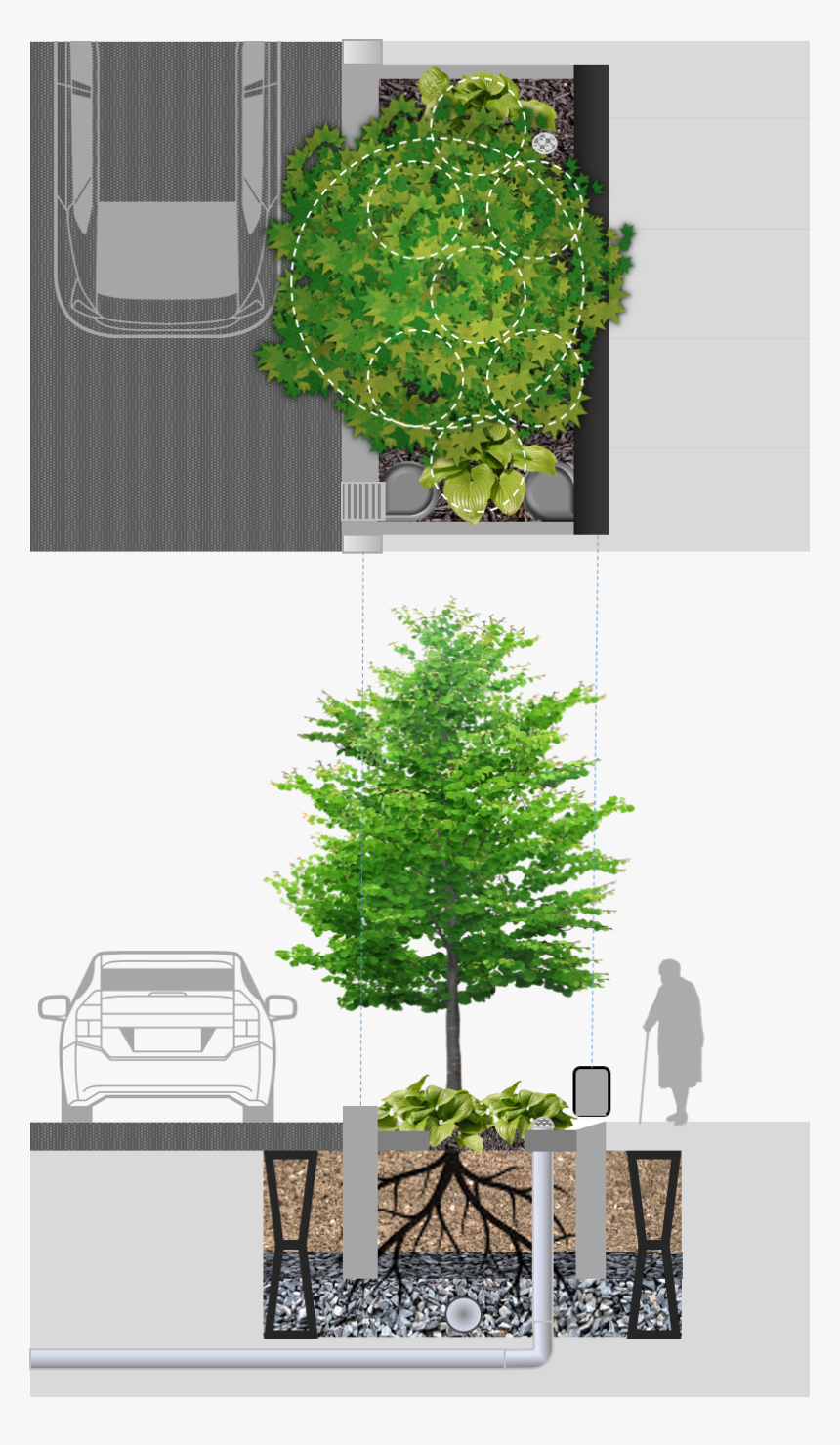 Architecture Tree Png, Transparent Png