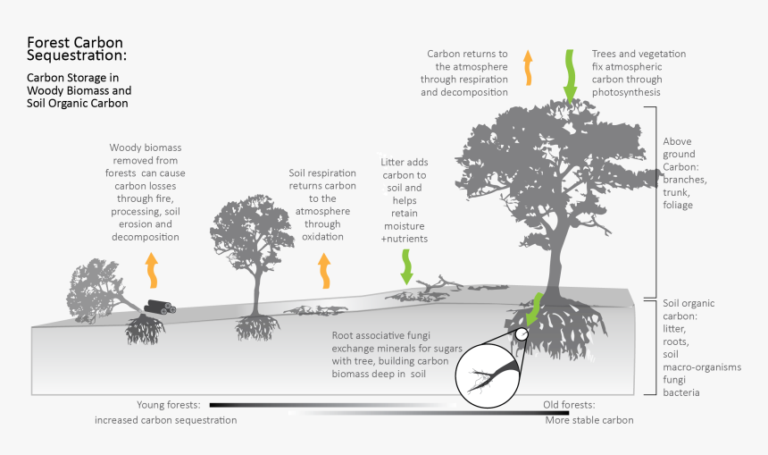 Diagram Showing How Carbon Is Stored In Forest Biomass, HD Png Download