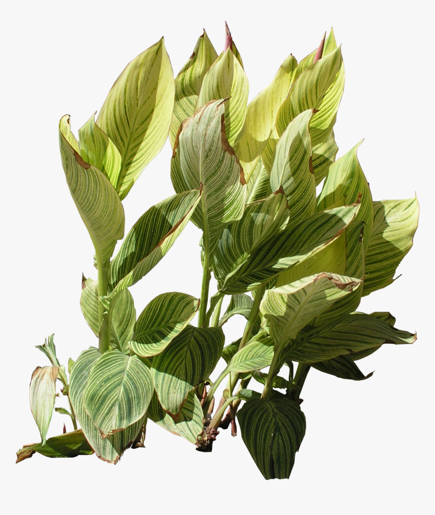 Plant Texture Png, Transparent Png