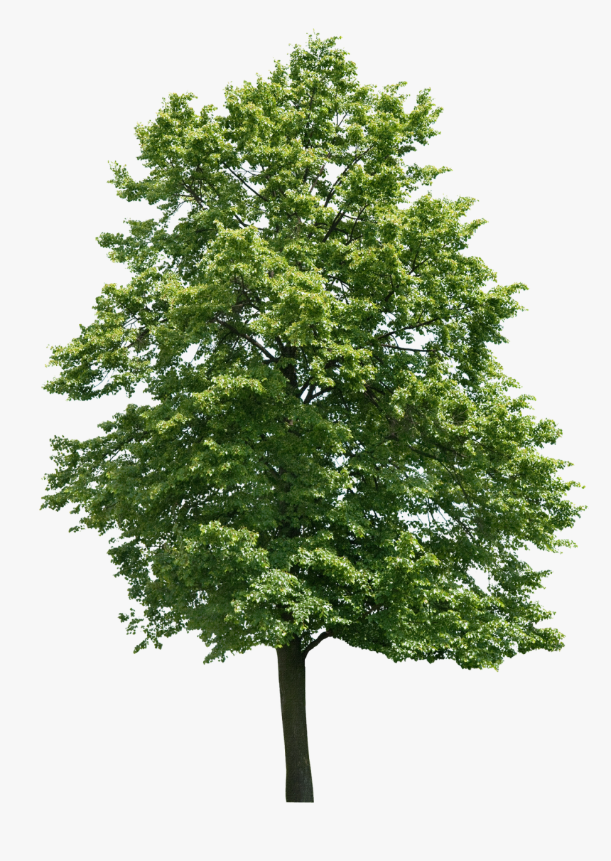 Arvore 1 Architecture Collage, Landscape Architecture - Walnut Tree Png, Transparent Png