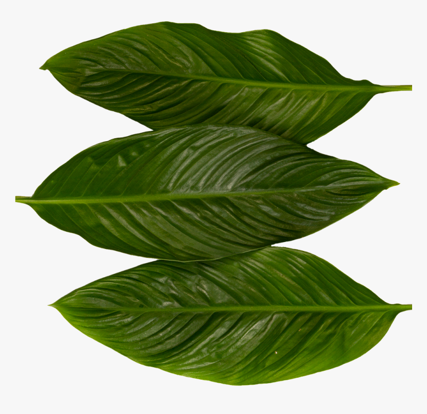 Leaves, Green, Nature, Plant, Forest, Texture, Pattern - Perennial Plant, HD Png Download