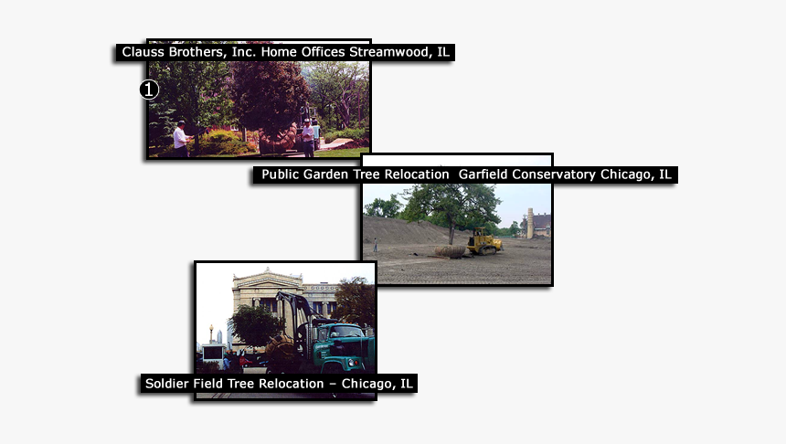 Tree, HD Png Download