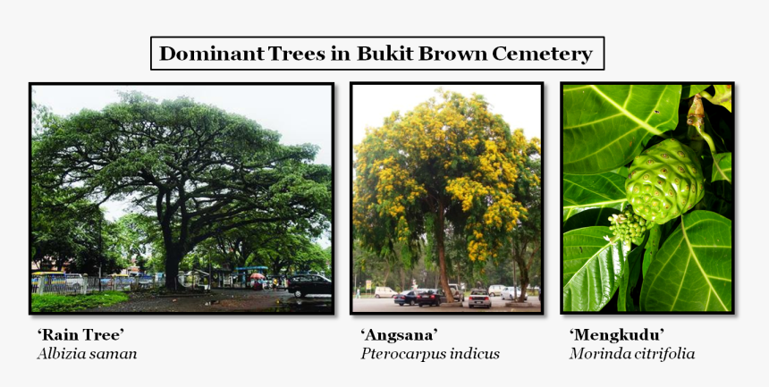 Rain Tree And Angsana Tree, HD Png Download