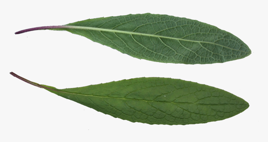 Hd Leaf Texture Download - Ilex Decidua, HD Png Download