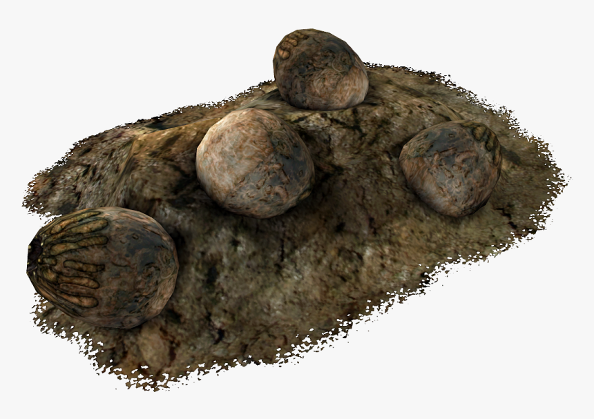 Sea Cucumber, HD Png Download