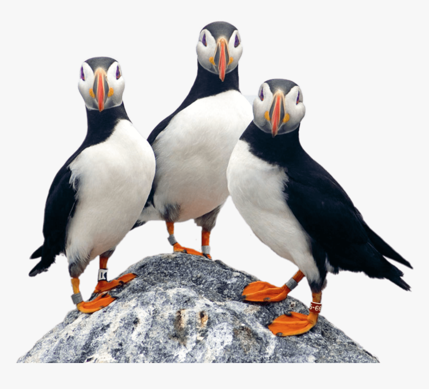 Project Puffin, HD Png Download