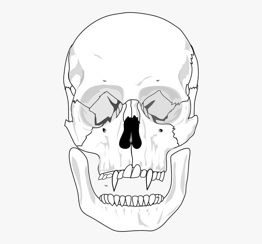 Evil, Skull, Devil, Teeth, Skeleton, Scary - Blank Human Skull Anatomy, HD Png Download