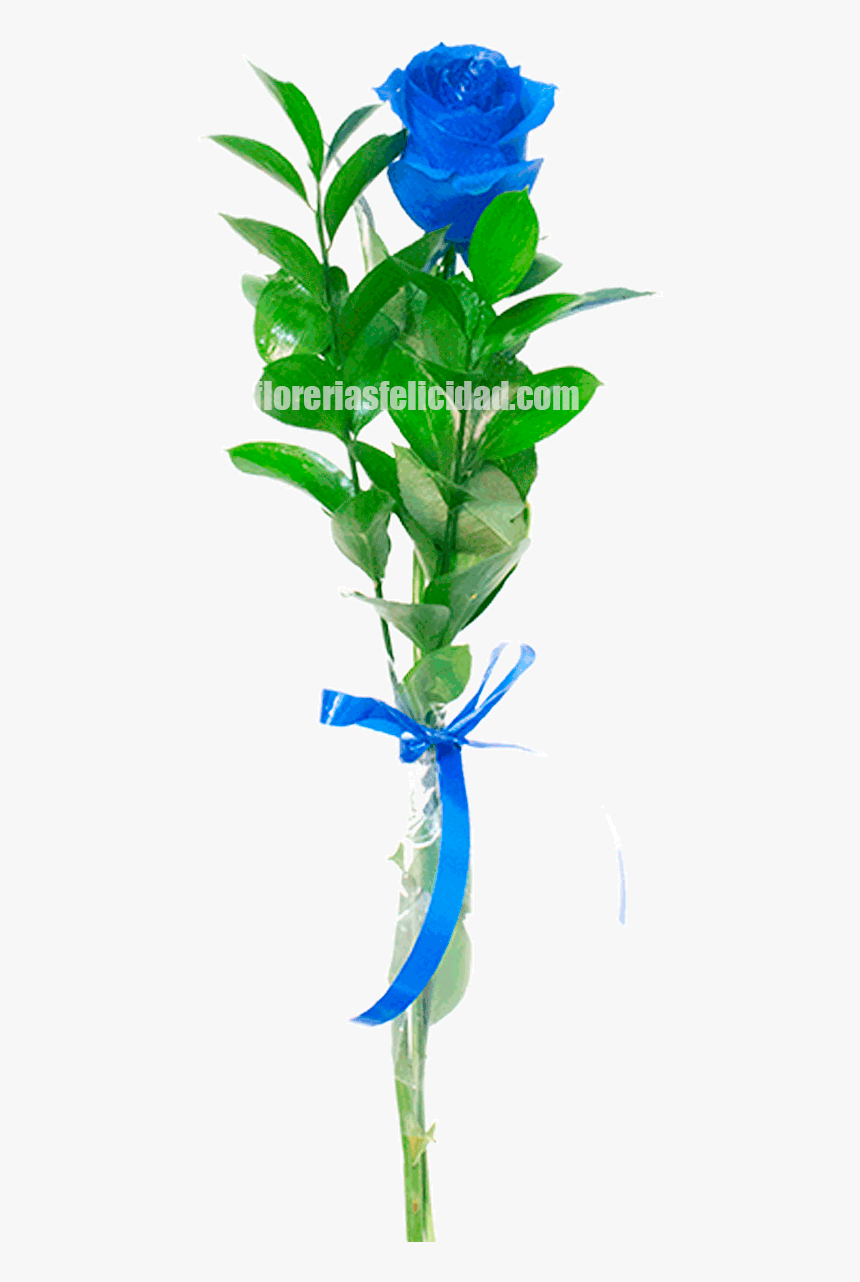Houseplant, HD Png Download