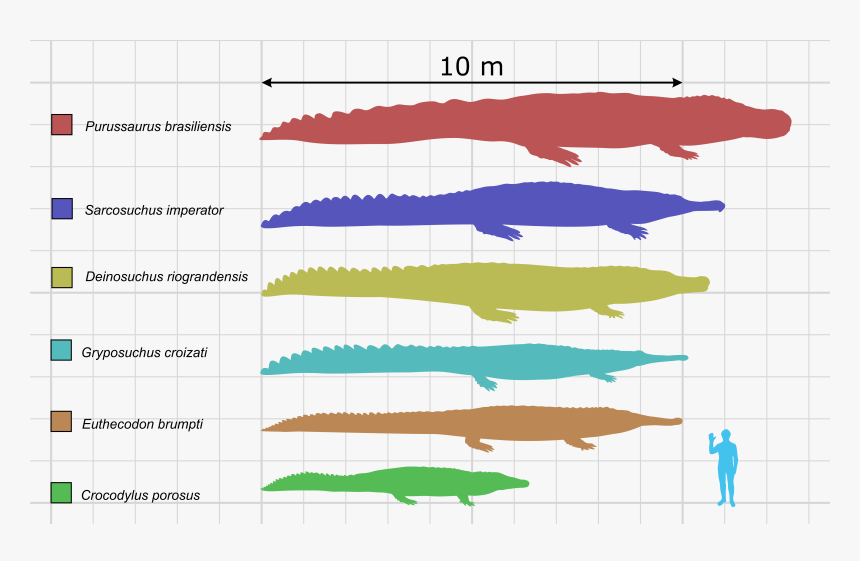 Transparent Cody Christian Png - Unterschied Kaiman Alligator Krokodil, Png Download