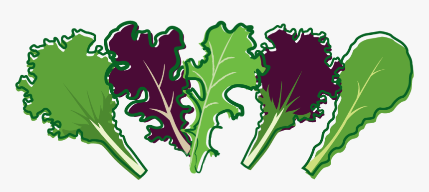 Cabbage Clipart Salad Leave - Salad Leaf Clip Art, HD Png Download