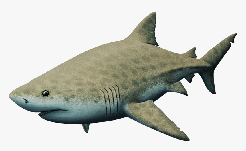 Great White Shark, HD Png Download