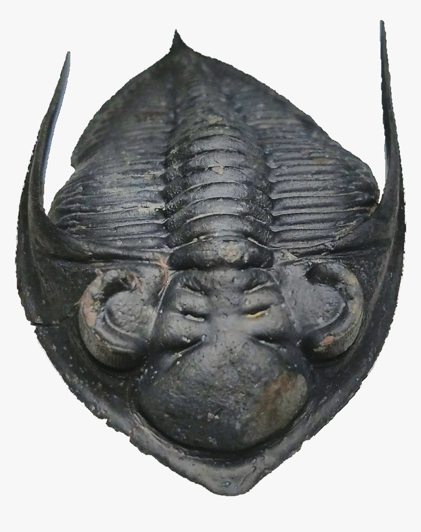 Scarabs, HD Png Download
