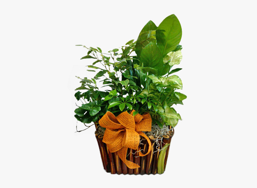 Houseplant, HD Png Download