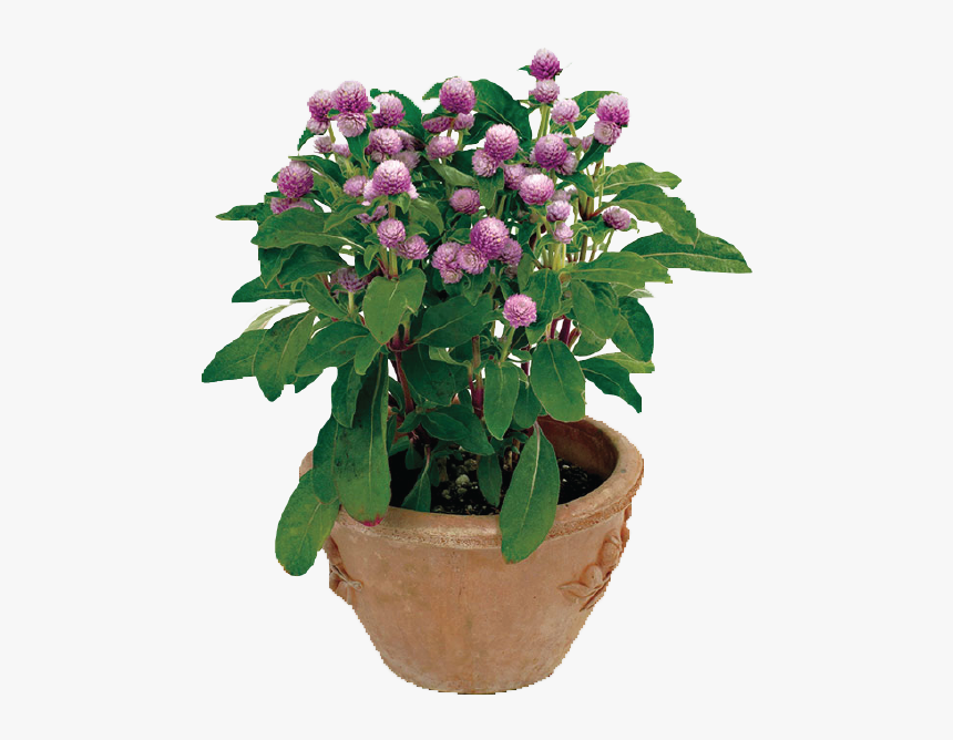 Garden Plants Png, Transparent Png