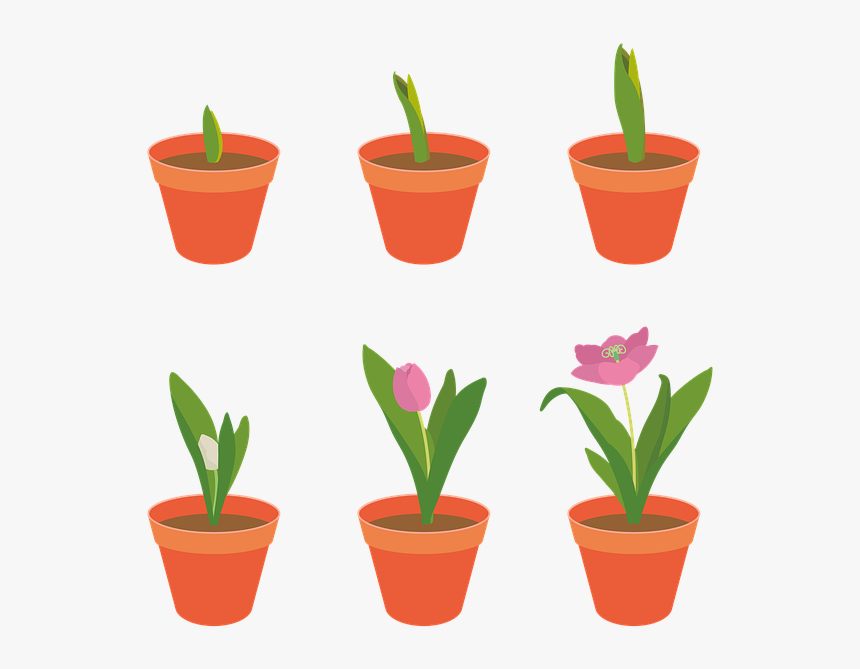 Tulip, Flowers, Garden, Plants, Growth, Spring, Pink - Crescimento Planta Png, Transparent Png