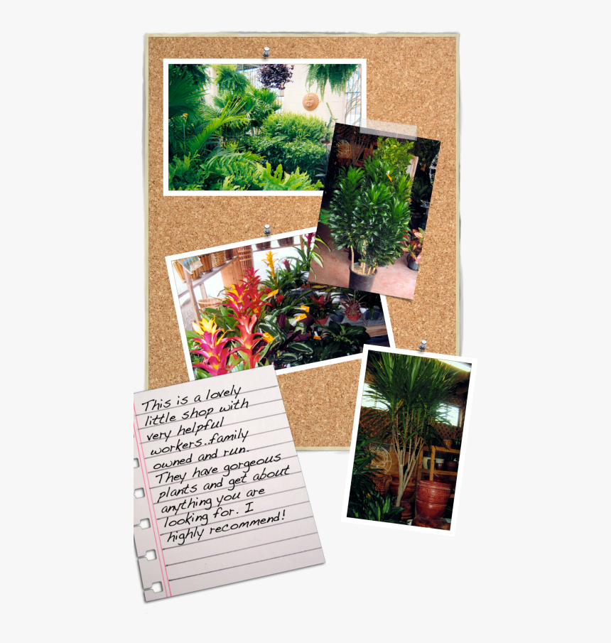 Transparent Landscaping Plants Png - Floral Design, Png Download