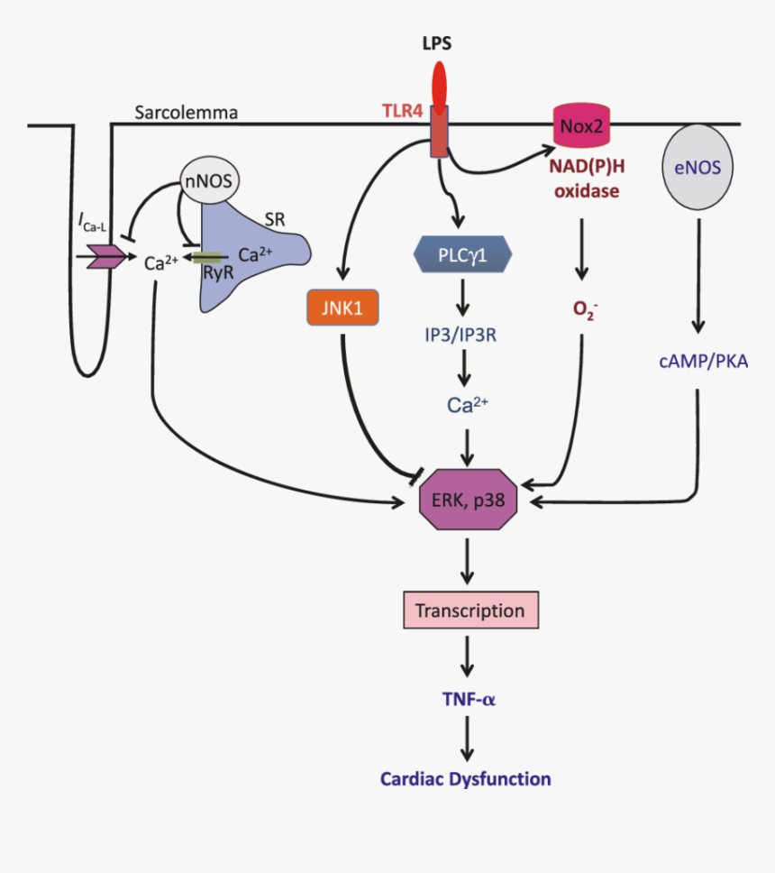 Tlr4 And Tnf Alpha, HD Png Download