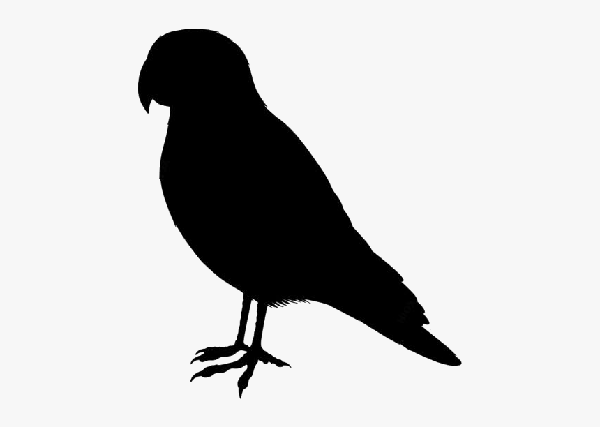 Cute Pet Birds Png Clipart Image For Download - Parrot, Transparent Png