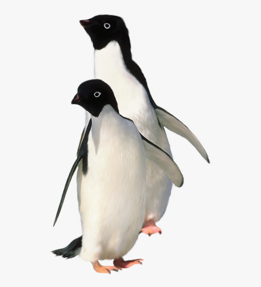 Baby Penguin Transparent Background, HD Png Download