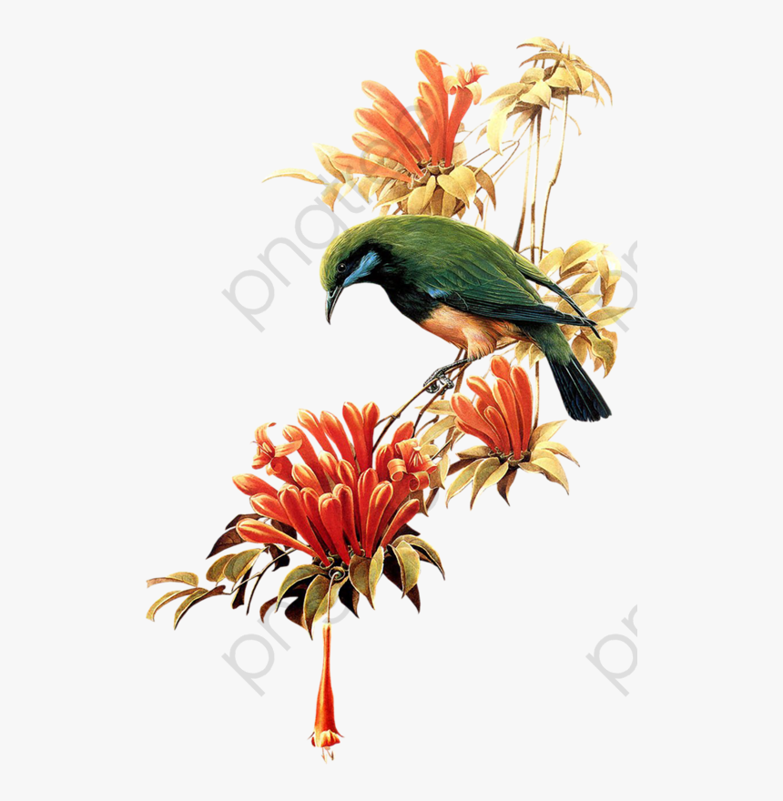 Flying Bird Clipart Cute - Beautiful Birds Flying Png, Transparent Png