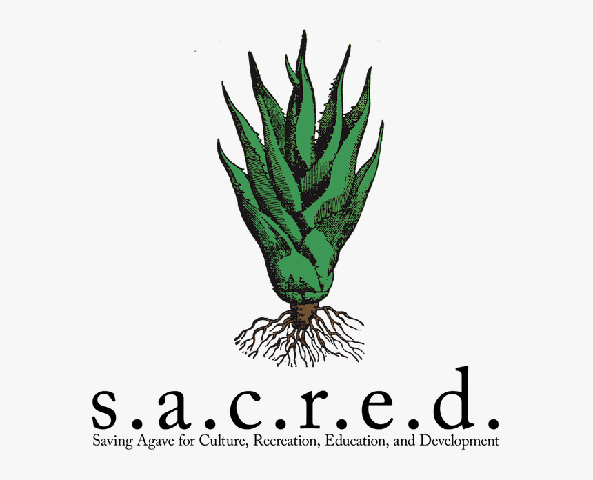 Aloe, HD Png Download