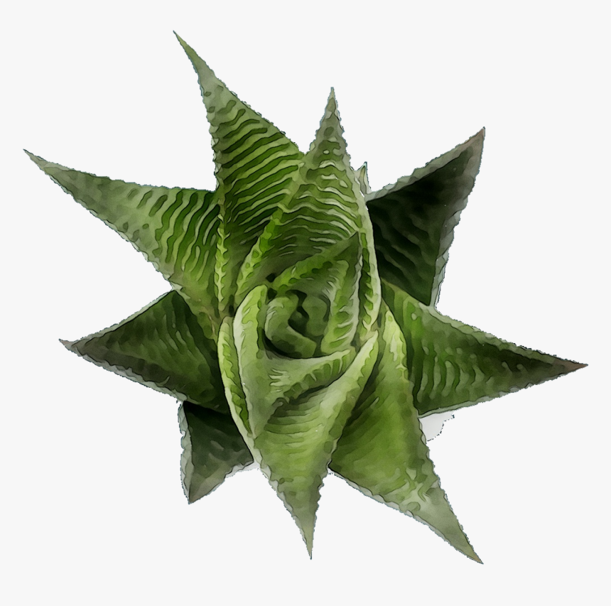 Png Download - Aloe, Transparent Png