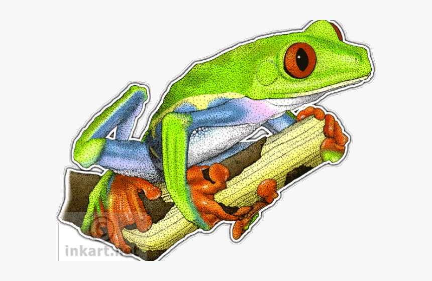 Green Frog Clipart Red Eyed Tree Frog - Rana De Hoja De Ojos Rojos Dibujo, HD Png Download